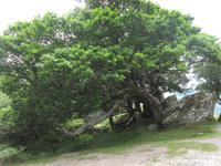 Eiche am Ladies View