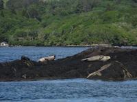 Seehunde vor Garinish Island