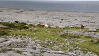 Burren, Irland