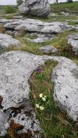 DSC_0079Burren