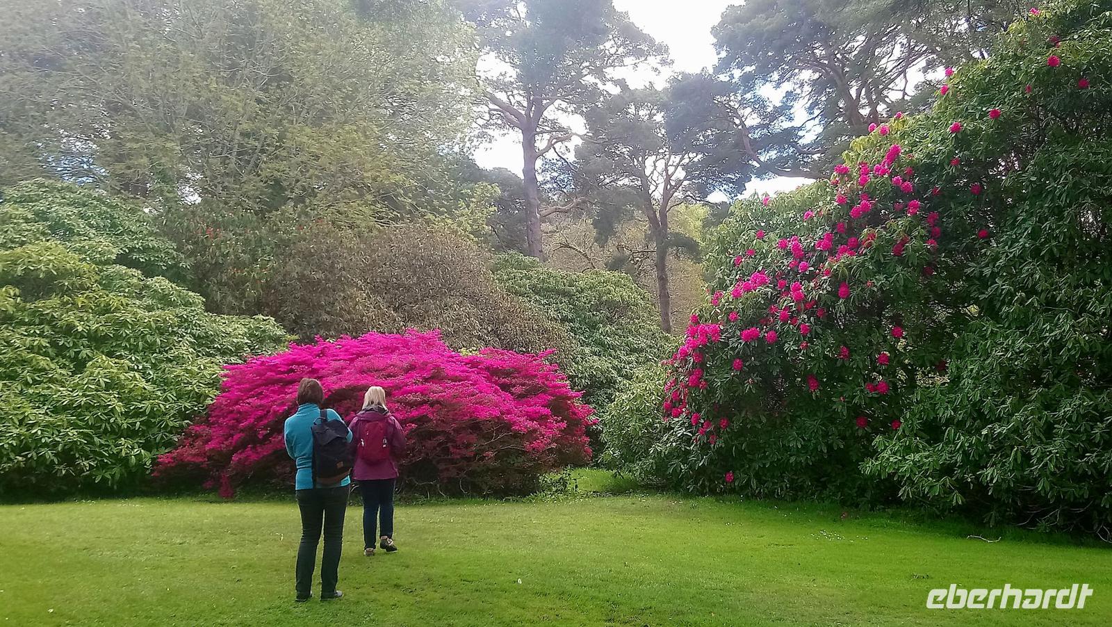 DSC_0205Wanderung Muckross See (11)