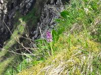 Orchideen wachsen am Giants Causeway