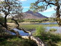 Im Park von Kylemore Abbey