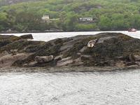 Robben vor Glengarriff