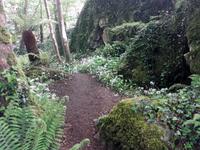 Bärlauchblüte im Farnwald von Blarney Castle