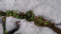 Vegetation zwischen den Steinen