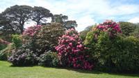 Rhododendron in Muckross