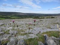 Burren