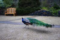 Malahide Castle, Gärten