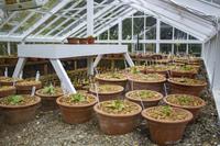 Malahide Castle, Gärten