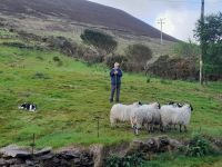 Schäfervorführung am Ring of Kerry