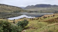 2 Connemara unterwegs.