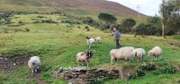 20220923_100928.jpg Ring of Kerry Hütehunde 