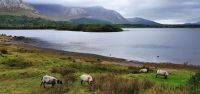 Connemara 