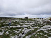 auf der Suche nach wilden Orchideen