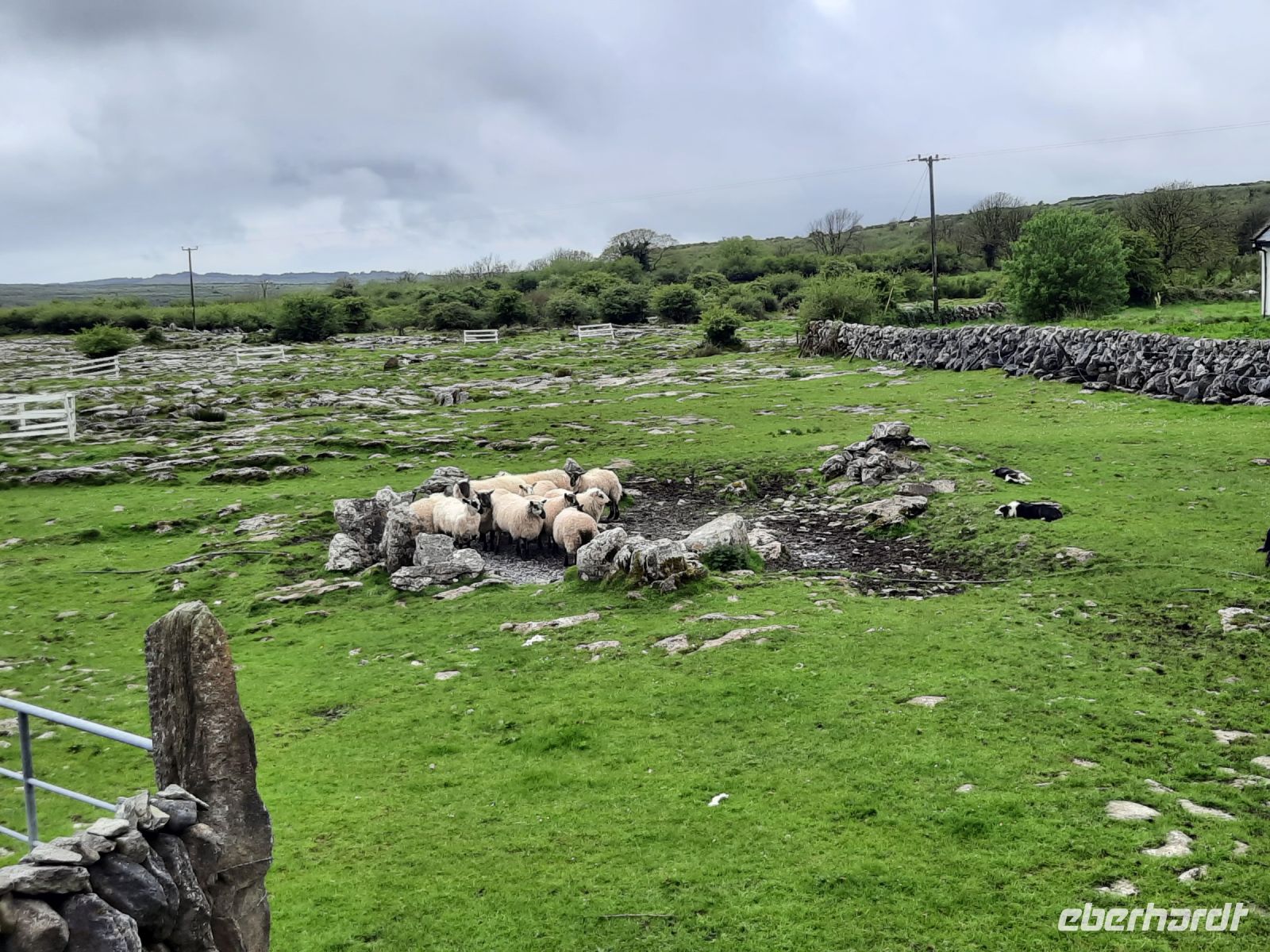 Border Collies in Lauerstellung
