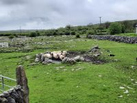 Border Collies in Lauerstellung
