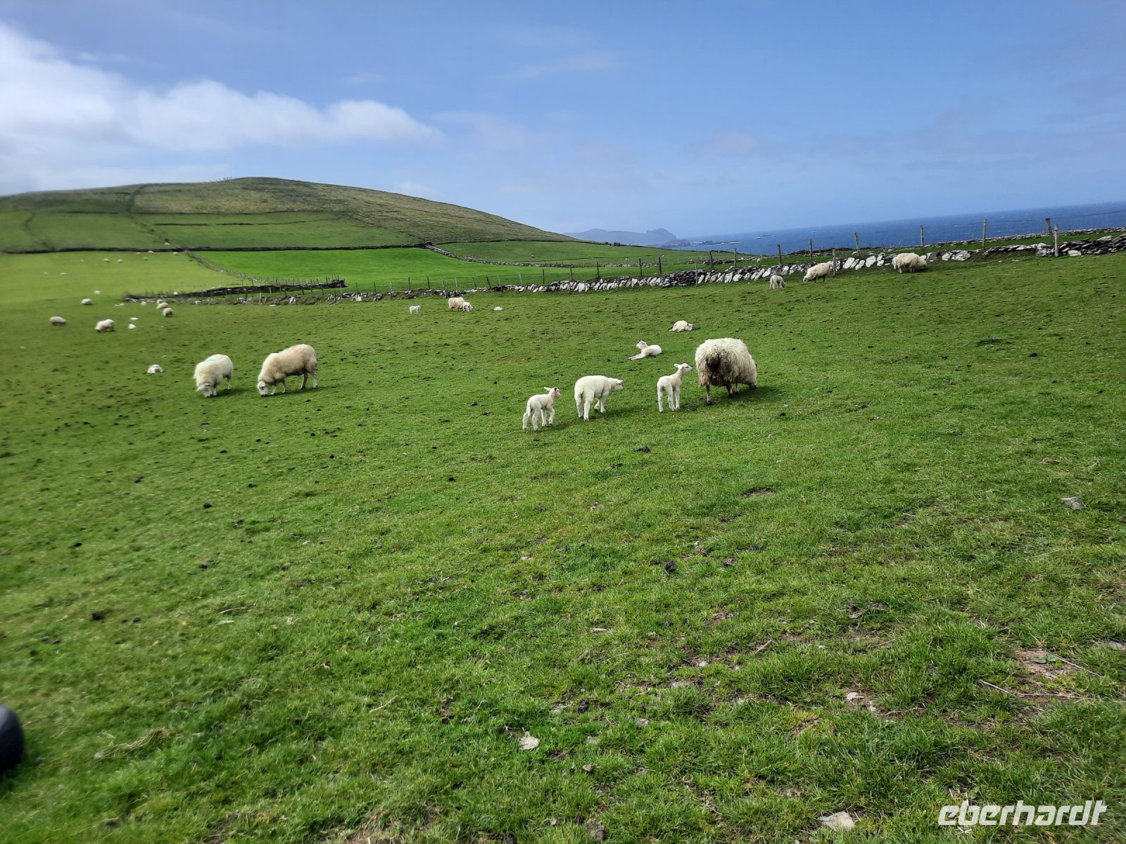 grün, grüner, am grünsten....