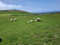 grün, grüner, am grünsten....