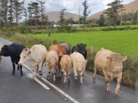 045-Ring-of-Kerry