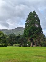 Muckross Garden