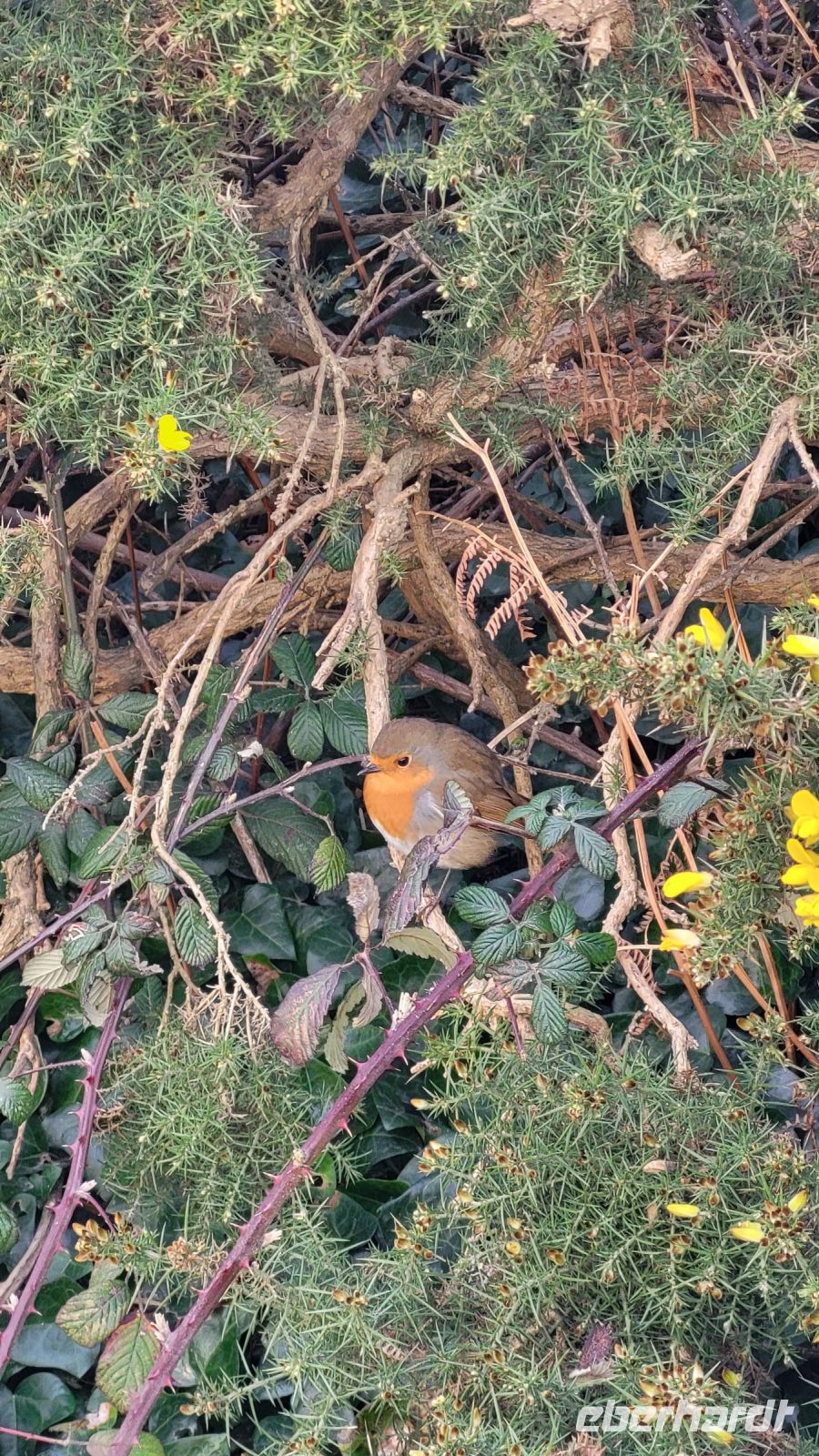 11 - Wanderung bei Howth