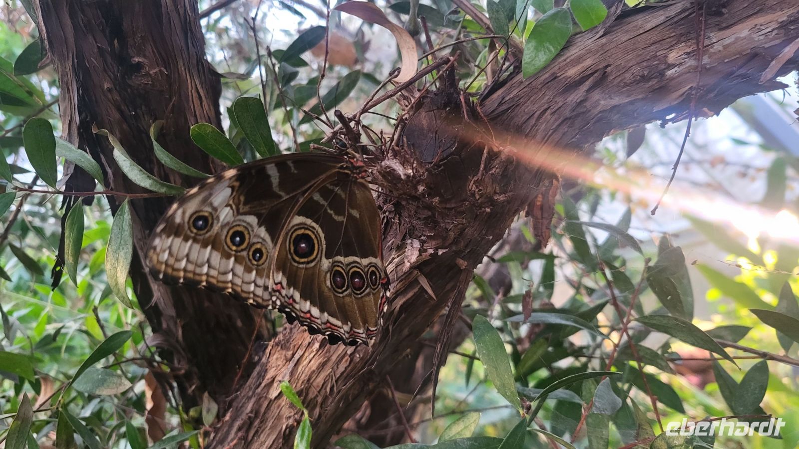 32 - Malahide Castle, Schmetterlingshaus