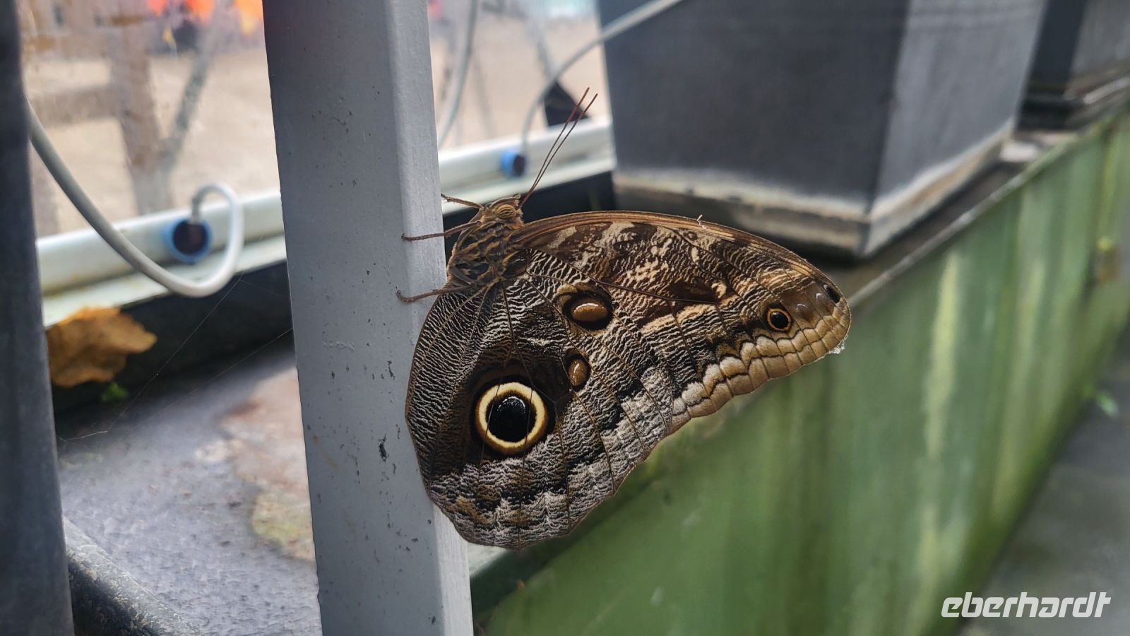 33 - Malahide Castle, Schmetterlingshaus