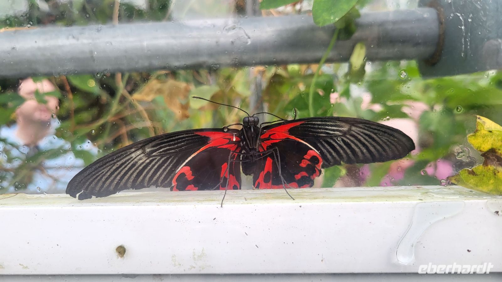 34 - Malahide Castle, Schmetterlingshaus