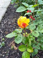 Tag 3 Powerscourt Rosengarten.jpg