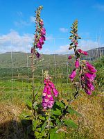 Tag 7 Cork Kerry Mountains.jpg
