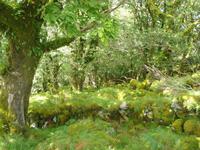 alte Eichenwald im Killarney Nationalpark