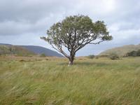 einzelner Baum in der Landschaft