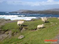 Schafe genießen die Landschaft