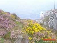 Sheeps Head Blütenpracht und Leuchtturm