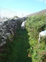 Dingle Schafwanderung