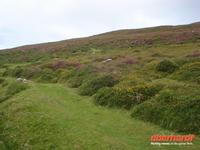 Dingle blühende Heide
