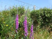 Wanderung Dursey -Ballydonegan - Gewöhnlicher Blutweiderich