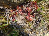 Bere Island - Sonnentau