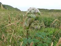 Sheeps Head - Wald Engelwurz (Wilde Angelika)