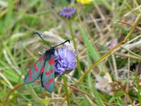 Sheeps Head - Sumpfhormklee-Widderchen