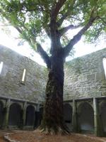 Muckross Abbey