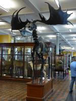 Giant Irish Deer - Irischer Riesenhirsch