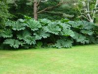 Muckross Park - Gunera