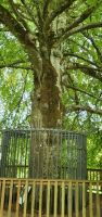 Autograph Tree im Coole Park Gort 