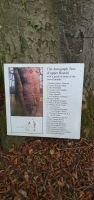 Autograph Tree im Coole Park Gort 