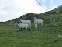 Beare Island