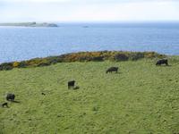 Beim Dunluce Castle