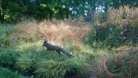 Blarney (10)