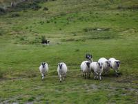 Border Collies bei der Arbeit